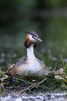 Podiceps: Great Crested Grebe (Podiceps cristatus), adult