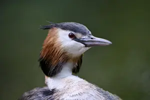 Podiceps: Great Crested Grebe (Podiceps cristatus), adult