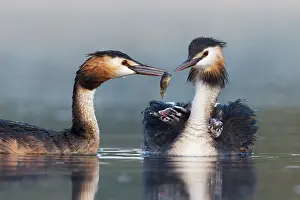 Held: Great crested grebe (Podiceps cristatus) Adult feeding