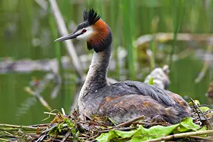 Podiceps: Great Crested Grebe (Podiceps cristatus) breeding