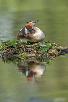 Grand: Great Crested Grebe (Podiceps cristatus) brooding