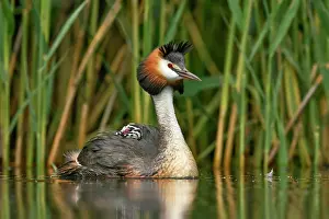 Lucerne: Great crested grebe (Podiceps cristatus), with chick