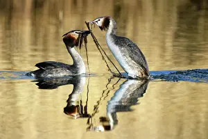 Sunray: Great Crested Grebe (Podiceps cristatus) a couple courting