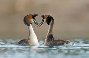 Podiceps: Great crested grebe (Podiceps cristatus) courtship