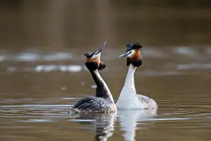 Podiceps: Great Crested Grebe (Podiceps cristatus) Courtship