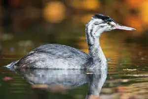 Emsland: Great Crested Grebe (Podiceps cristatus), Emsland