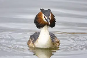 Podicipedidae: Great Crested Grebe (Podiceps cristatus) Germany