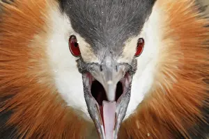 Shout: Great crested grebe (Podiceps cristatus) head details