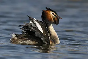Podiceps: Great Crested Grebe (Podiceps cristatus) male d