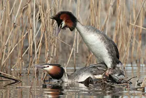 Podiceps: Great crested grebe (Podiceps cristatus) Mating