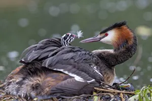 Caring: Great Crested Grebe (Podiceps cristatus) on nest