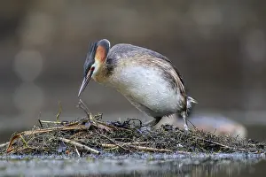 Breeding Area: Great Crested Grebe (Podiceps cristatus) on nest
