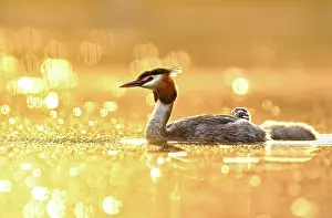 Berlin: Great crested grebe (Podiceps cristatus), old bird