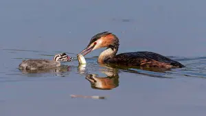Podiceps: Great crested grebe (Podiceps cristatus), old bird