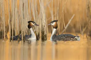 Show: Great Crested Grebe (Podiceps cristatus) pair displaying