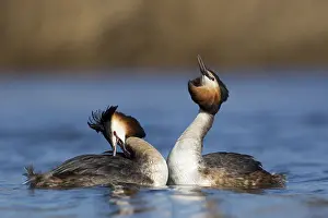 Podiceps: Great Crested Grebe (Podiceps cristatus) pair i