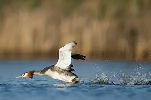 Podiceps: Great Crested Grebe (Podiceps cristatus) runnin