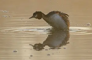 Cleaning: Great crested grebe, Podiceps cristatus, shaking