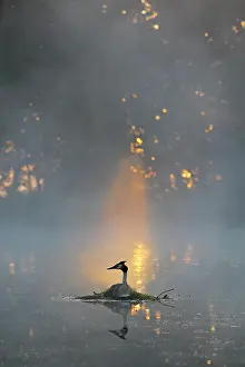 Rive: Great crested grebe (Podiceps cristatus) sitting