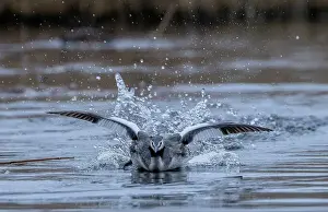 Podiceps: Great crested grebe, Podiceps cristatus, swimmin