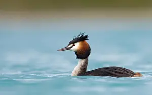 Podiceps: Great crested grebe (Podiceps cristatus) swimming