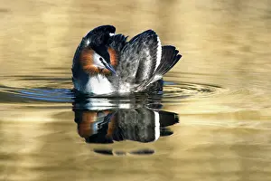 Sunray: Great Crested Grebe (Podiceps cristatus) swimming in a ray o