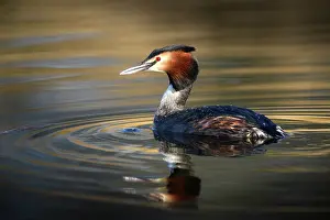 Sunray: Great Crested Grebe (Podiceps cristatus) swimming in a ray o