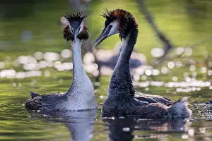Podiceps: Great Crested Grebe (Podiceps cristatus), welcom