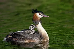 Piggyback: Great crested grebe (Podiceps cristatus) with young