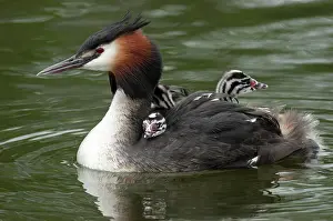 200421: Great crested grebe (Podiceps cristatus) with young