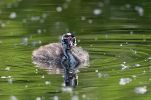 Nettetal: Great crested grebe (Podiceps cristatus), young