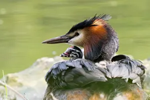 Podiceps: Great Crested Grebe (Podiceps cristatus) with young