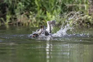 Fight: Great Crested Grebe (Podiceps Scalloped ribbonfish)