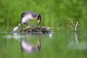 Float: Great Crested Grebe (Podiceps Scalloped ribbonfish)
