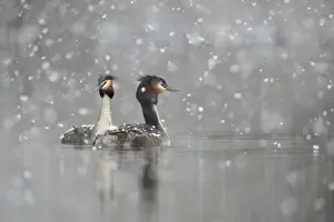 Float: Great Crested Grebe (Podiceps Scalloped ribbonfish)