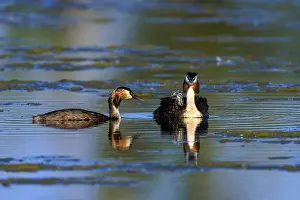 Fledgling: Great Crested Grebe, (Podiceps Scalloped ribbonfish)