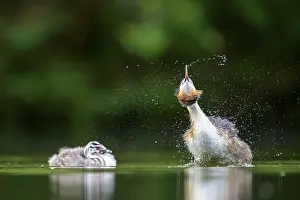 Splash: Great Crested Grebe (Podiceps scalloped ribbonfish) with chick splashing in the water next to a calmly swimming chick