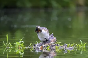 Hessen: Great Crested Grebe (Podiceps Scalloped ribbonfish) Copula