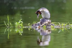 Quiet: Great Crested Grebe (Podiceps scalloped ribbonfish) Copula