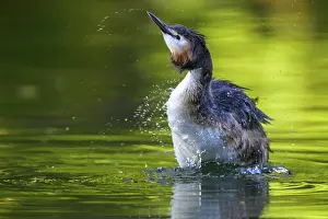 Splash: Great Crested Grebe (Podiceps Scalloped ribbonfish) Water bird shakes and creates splashes in the water