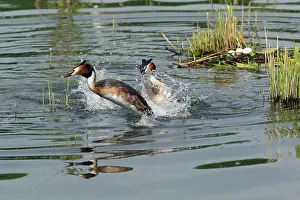 Disputing: Great Crested Grebe - two rival males - fighting