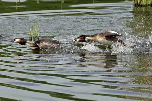 Disputing: Great Crested Grebe - two rival males - fighting