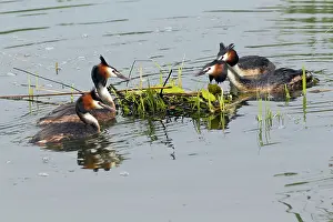 Disputing: Great Crested Grebe - two rival pairs disputing