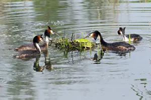 Disputing: Great Crested Grebe - two rival pairs disputing