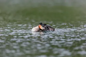 David Chapman: Great Crested Grebe - Scratching - UK