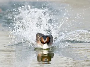 Rival: Great Crested Grebe - splashing through water -