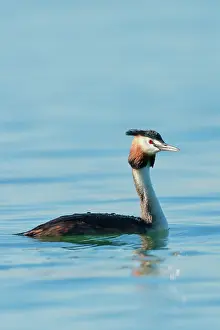 Constance: Great Crested Grebe in splendid dress swimming in