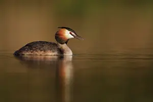 Roy Glen: Great-Crested Grebe summer plumage Cleveland, UK