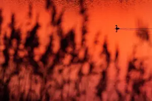 Antela: Great Crested Grebe at sunset Antela Marsh, Galicia, Spain