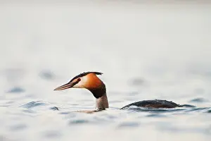 Roy Glen: Great-Crested Grebe swimming